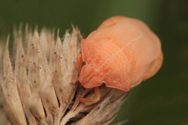 stitovka