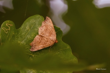 LIŠEJNICE ŠEDÁ
