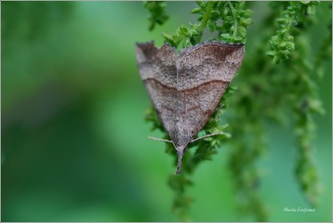 ZOBONOSEC KOPŘIVOVÝ