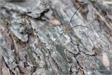 sekac-nitkonohy-a