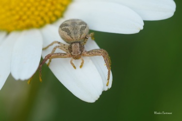 beznik-rod-Xysticus