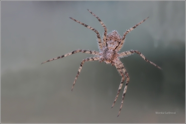 istovnik-Philodromus-sp.