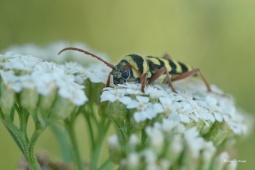 1_tesarik-plagionatus-floralis-5