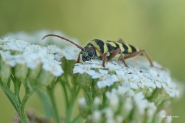 1_tesarik-plagionatus-floralis-5