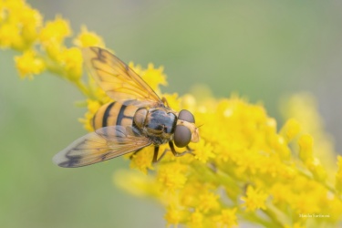 PESTRENKA-Volucella-inanis09-ARW_DxO_DeepPRIME