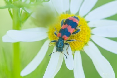 PESTROKROVECNIK-VCELOVY-001