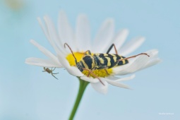 TESARIK-Plagionotus-floralis