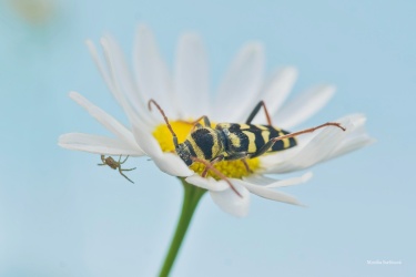 TESARIK-Plagionotus-floralis