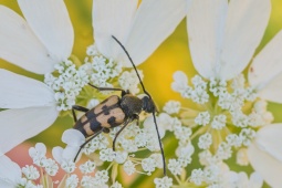 TESARIK-Pachytodes-erraticus