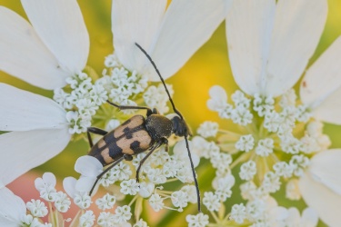 TESARIK-Pachytodes-erraticus