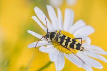 TESARIK-Plagionotus-floralis