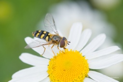 asi-Eupeodes-corollae