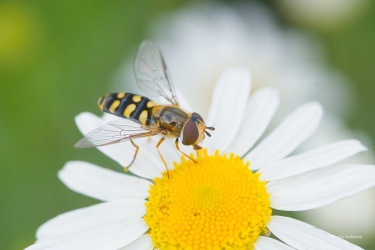 asi-Eupeodes-corollae