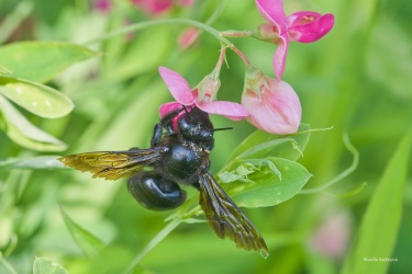 drvodelka-fialova-001