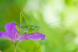 kobylka-belopruha-