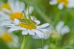 KOBYLKA BĚLOPRUHÁ