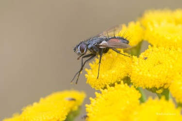 kuklice-eriothrix-rufomaculata