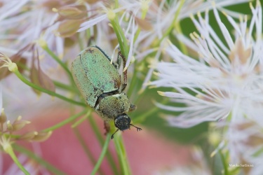 listokaz-Hoplia-argentea-kopie