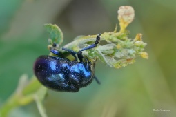MANDELINKA