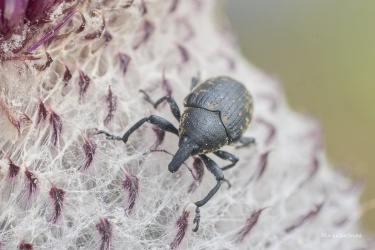 nosatec-Larinus-sturnus-1