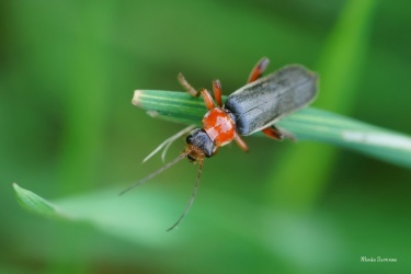 patericek-Cantharis-pellucida-1