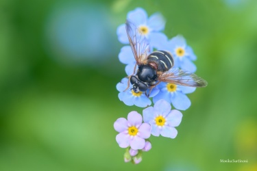 pestrenka-Sericomyia-lappona-1-sumava