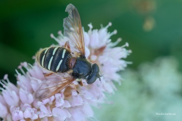 pestrenka-Sericomyia-lappona-sumava