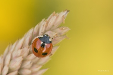 slunecko-petitecne-2