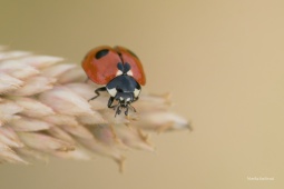 slunecko-petitecne-3