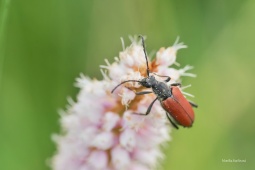 tesarik-Anastrangalia-sanguinolenta-1