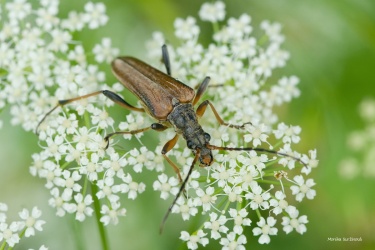 tesarik-Stenocorus-meridianus
