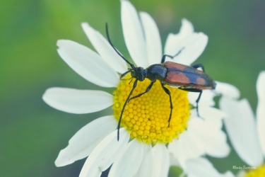 tesarik-Stenurella-bifasciata-sedlec