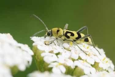 tesarik-chlorophorus-varius-2-2