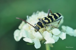 tesarik-plagionatus-floralis-2