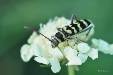 tesarik-plagionatus-floralis-2