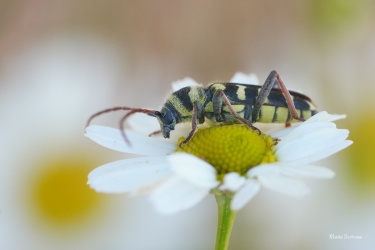tesarik-plagionatus-floralis-4