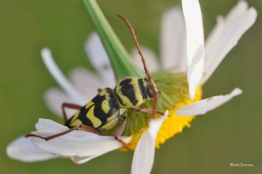 tesarik-plagionatus-floralis-5
