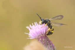 uzlatka-obecna-