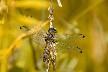 vazka-plava-samice-001