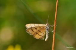 zlutokridlec-zlatozluty-2