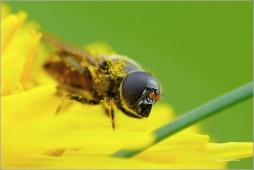 PESTŘENKA