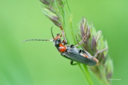 patericek-snehovy-1