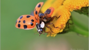 SLUNÉČKO VÝCHODNÍ