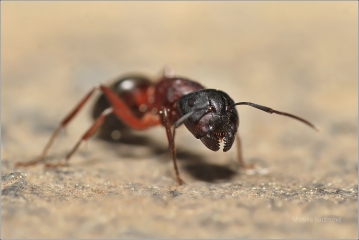 2806