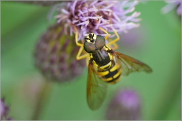 Chrysotoxum-cautum-12-kopie