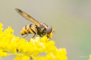 PESTRENKA-Volucella-inanis22-ARW_DxO_DeepPRIME