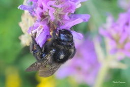 PAČMELÁK CIZOPASNÝ