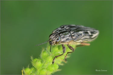 krasec-medak-02