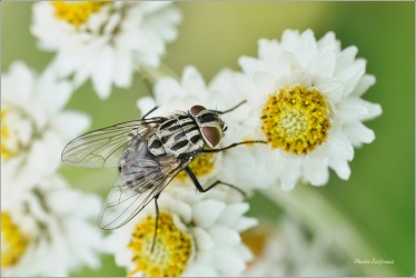 moucha-Graphomya-maculata-1