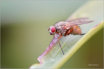 moucha-Helina-impuncta-1